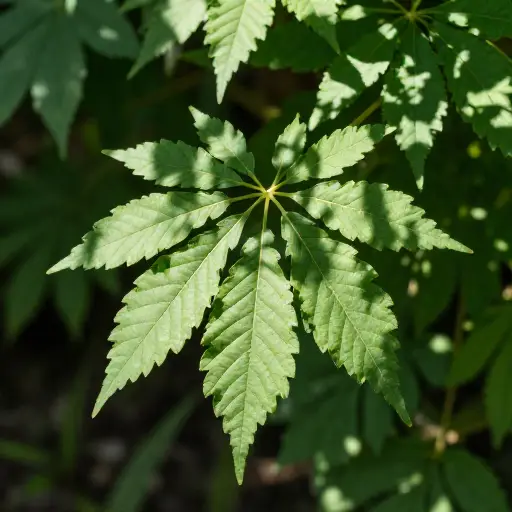 植物需要阳光才能生长。