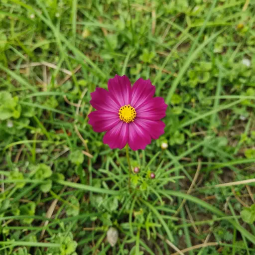 有一朵花。