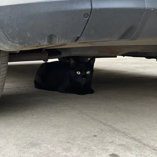 他在车底下发现了一只小小的黑猫。