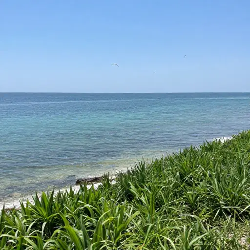 如果污染减少，沿海生态系统将会慢慢恢复。