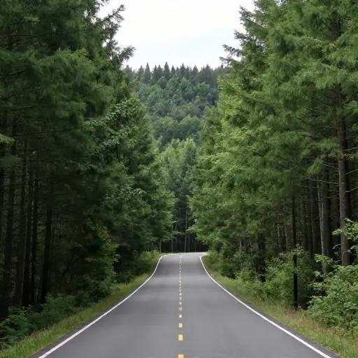 这条拟建的道路将直接穿过森林。