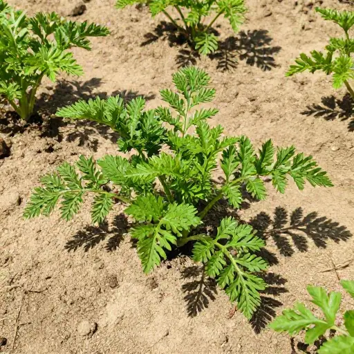 这个花园有沙质土壤，非常适合种植胡萝卜。