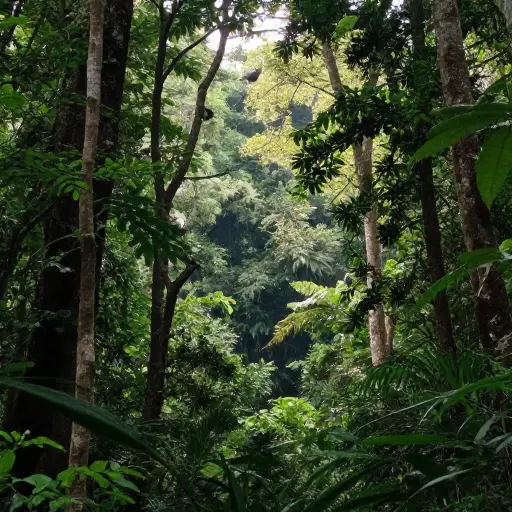 该地区几处受保护的林地里栖息着稀有物种。