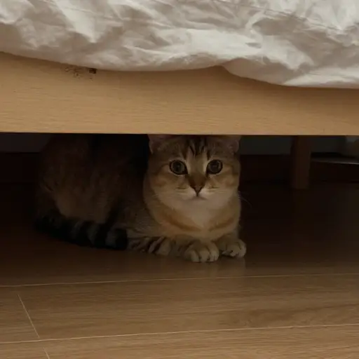 猫藏在床底下。