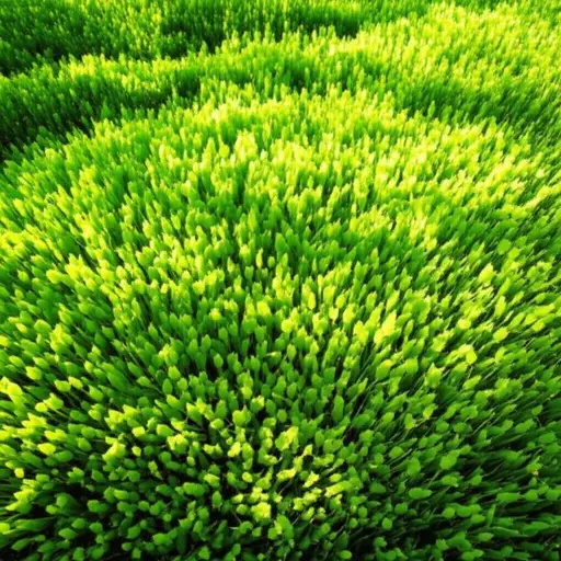 绿色植物是陆地生态系统中最主要的生产者。