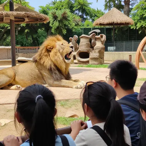 我们可以听到动物园另一头狮子在吼叫。