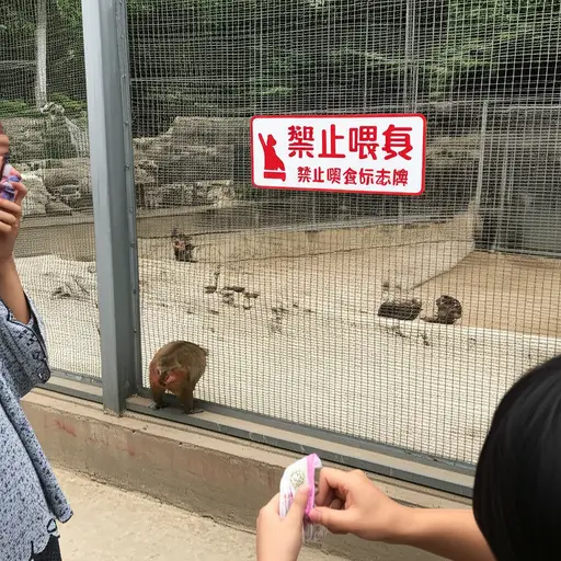 在动物园里不允许给猴子喂口香糖。