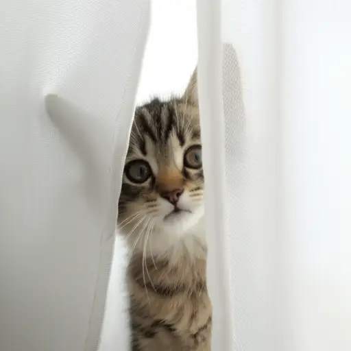 小猫从窗帘后面探出头来偷看了一眼。