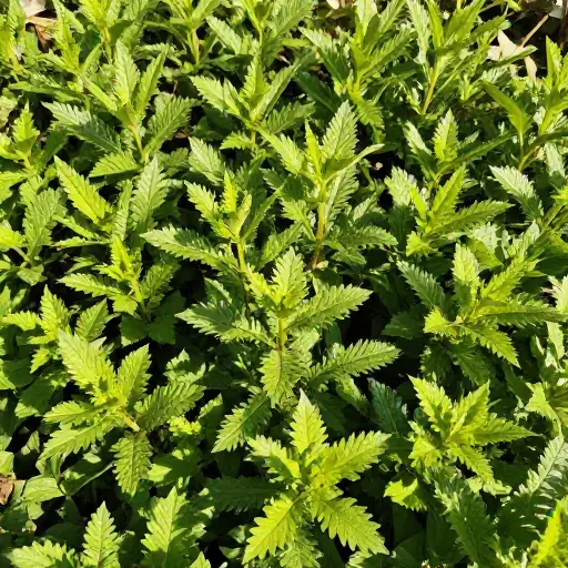 这些植物更适合温暖的气候。