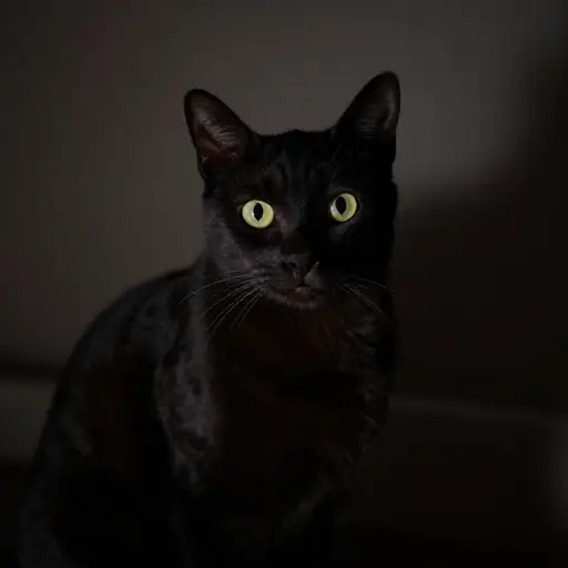 猫在黑暗中也能看见。