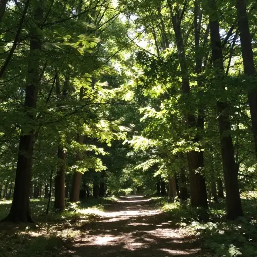 微风正轻轻地吹过树林。