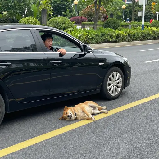 司机没看到狗，把它撞倒了。