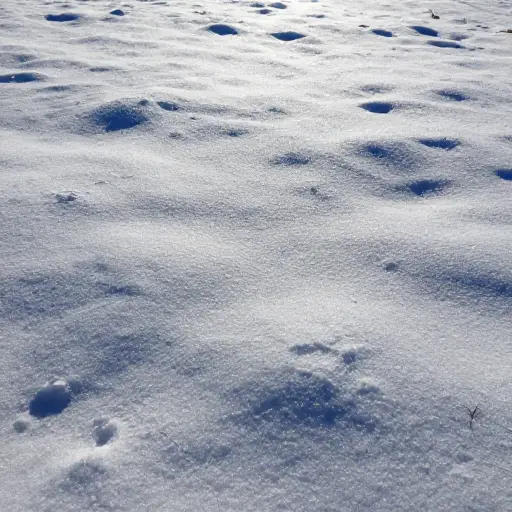 阳光在新鲜积雪上的反射绝对耀眼。
