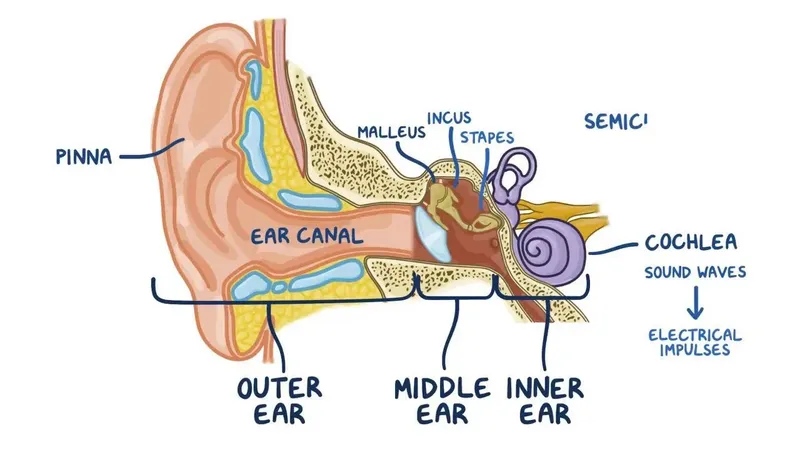 ears and hearing