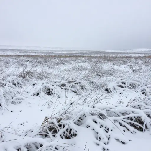 大雪会压平原野上的草。