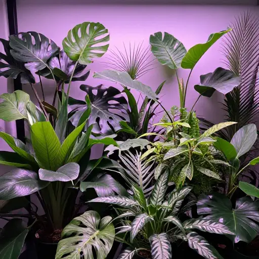 人工照明为植物创造了一个不自然的环境。