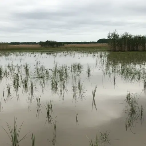 这片沼泽地总是湿漉漉的，即使在旱季也不会完全干涸。