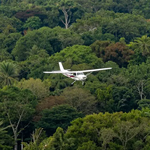 航空勘测常被用来评估森林植被的健康状况和分布范围。
