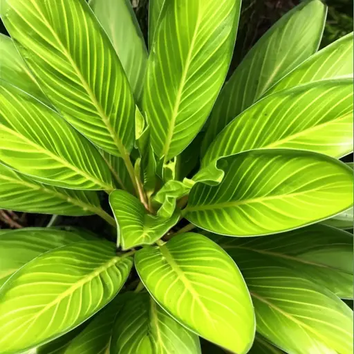 这是一株非常漂亮的植物。