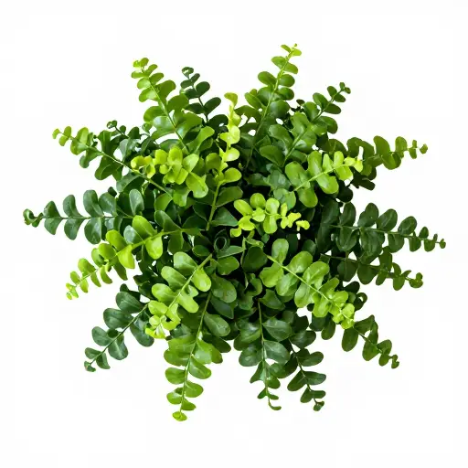 这种植物的叶子是卷曲的。