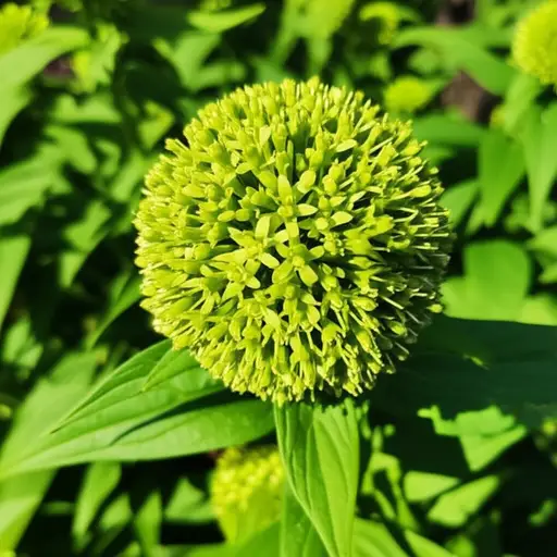 这种植物的开花过程是完全自发的。