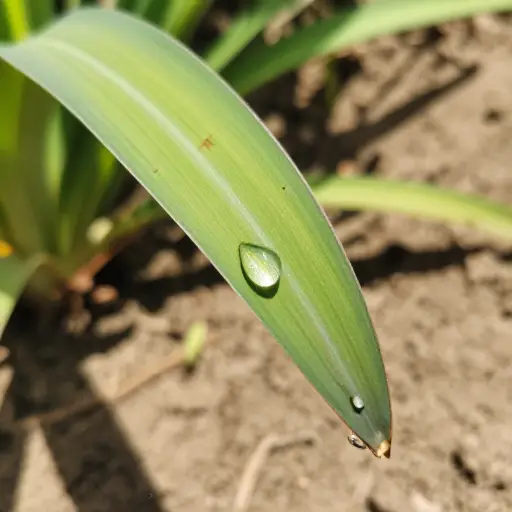 高温加速了植物叶片的水分蒸发。