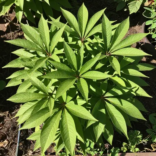 有些植物在阳光直射下茁壮成长。