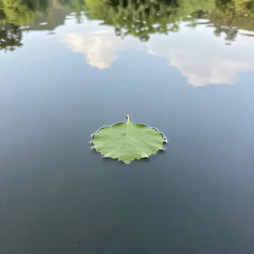 树叶漂浮在水面上。
