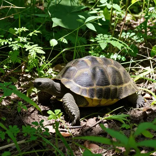对于这样的生物来说速度并不重要，实际上它反而有害。