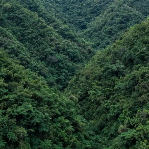 森林遍布山谷。