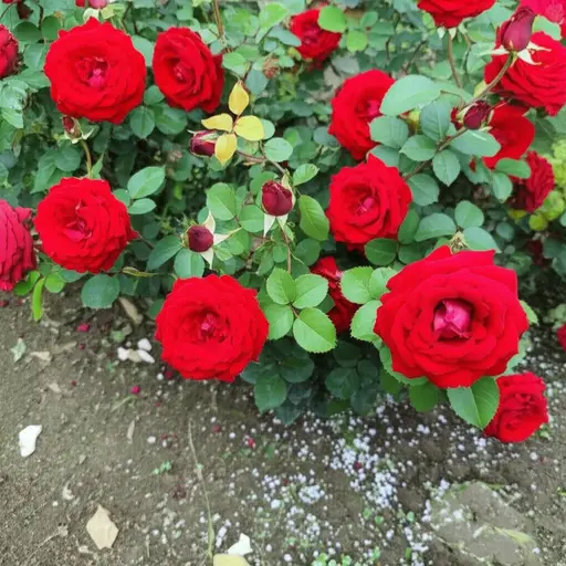 花园里的玫瑰花因为施了肥料长得特别茂盛。
