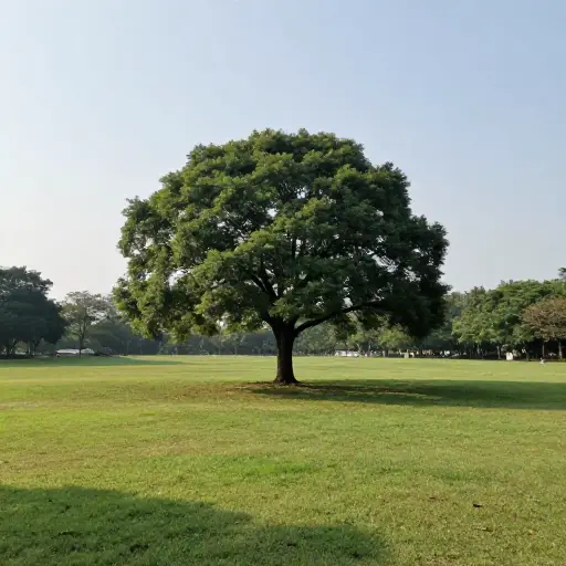 公园里只有一棵树孤零零地立着。