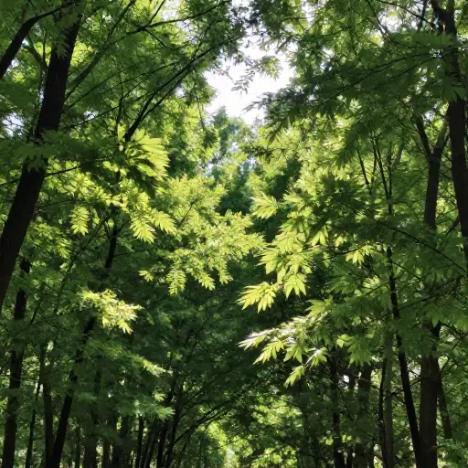 风轻轻地吹过树林。