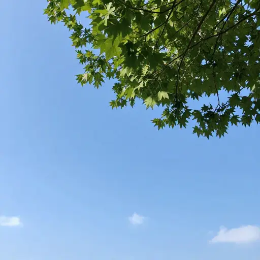 今天天气很宜人。