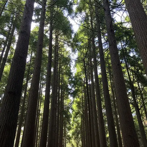 森林里长满了参天大树，它们的树干像柱子一样伸向天空。