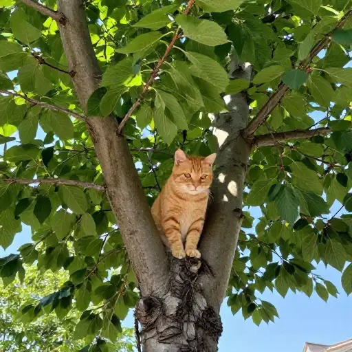 那儿有棵大樱桃树，而在树顶上，正是捣蛋猫 Trouble！