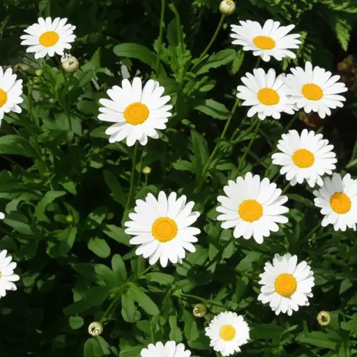 花园里种着几株白色花瓣的玛格丽特花，看起来非常清新。