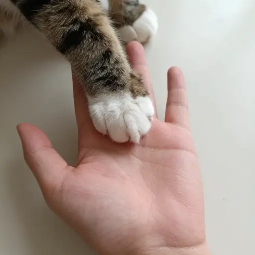 猫在我手上留下了几道抓痕。