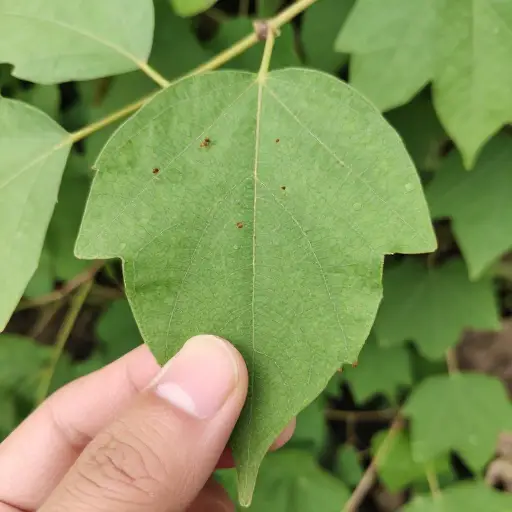 检查一下叶子上有没有害虫。