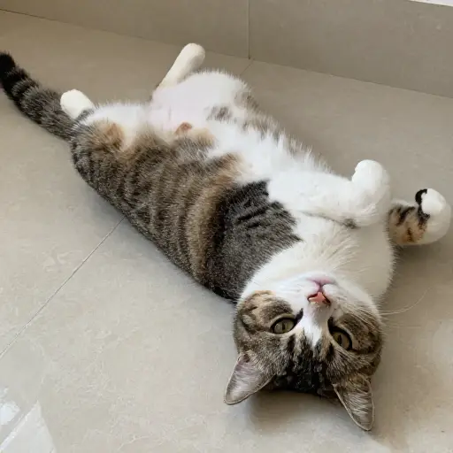 这只猫的腹部有一块白色的斑点。