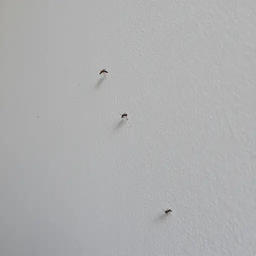 这种特殊的涂料能够有效驱赶蚊虫。