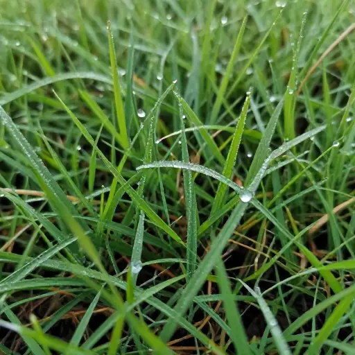 草地经过昨晚的雨，仍然有些潮湿。