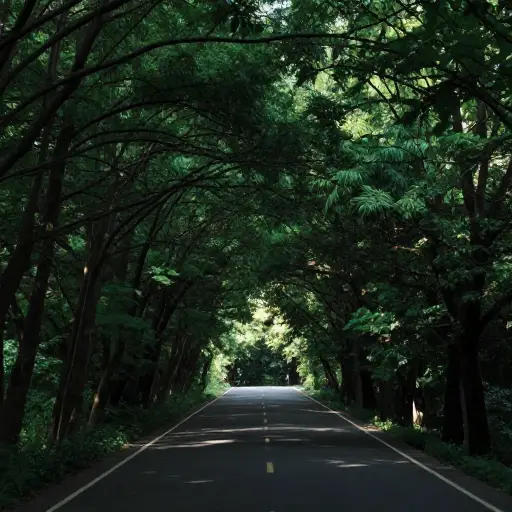 树木使道路变得像隧道一样黑暗。