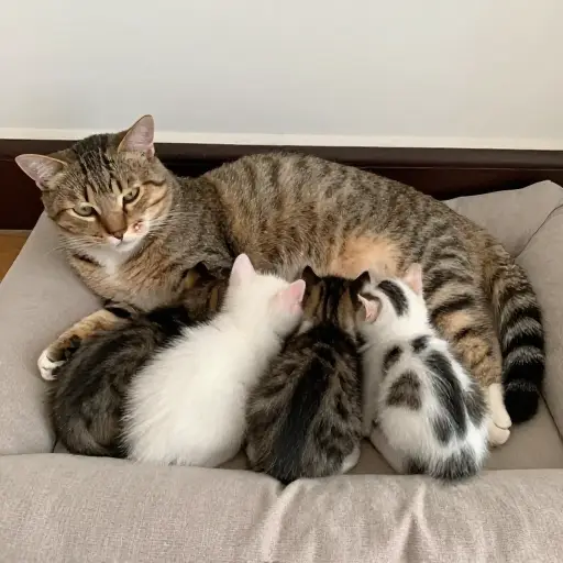 猫是一种哺乳动物，它们用乳汁喂养幼崽。