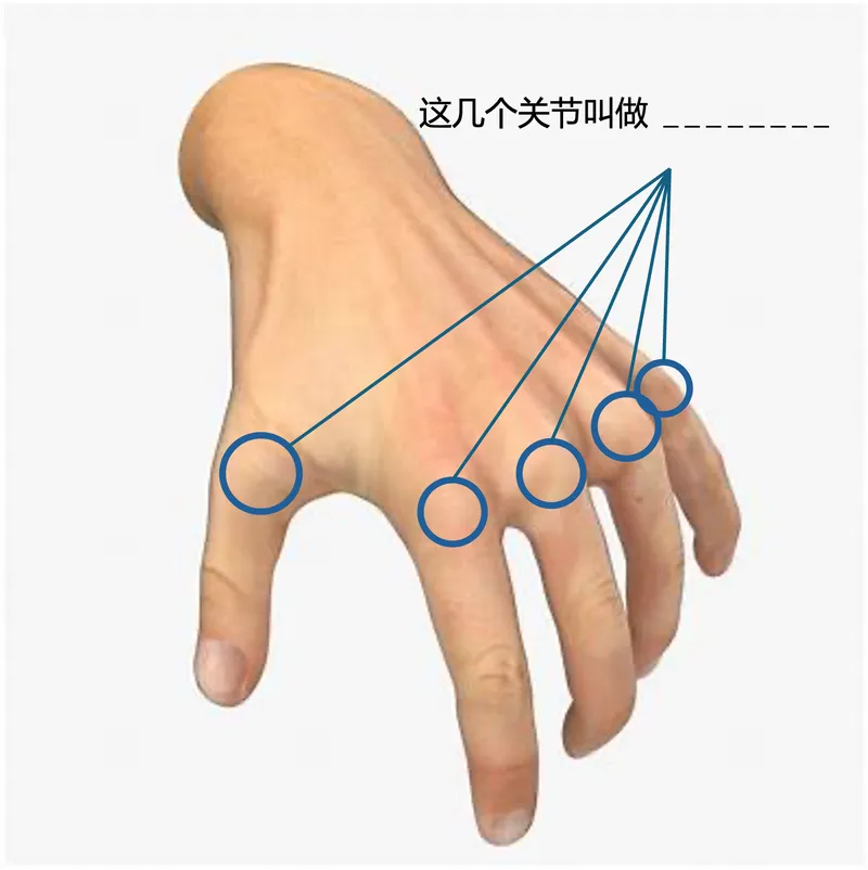 这几个关节叫做指关节。