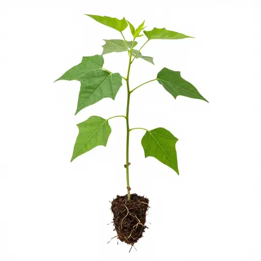 这种植物通过扦插进行繁殖。