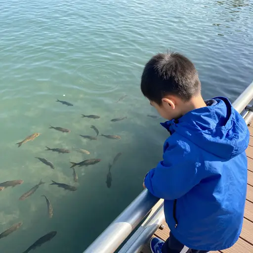 他每天都能看到很多鱼！