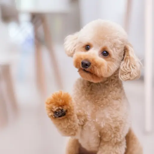 她的贵宾犬非常聪明，能学会很多小把戏。