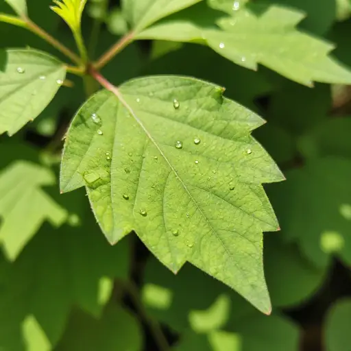 植物在光合作用中释放氧气作为副产品。