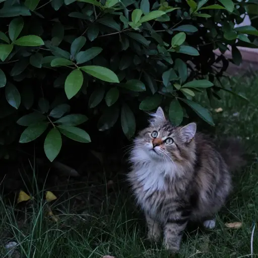黑暗花园里的突然动静吓到了那只猫。